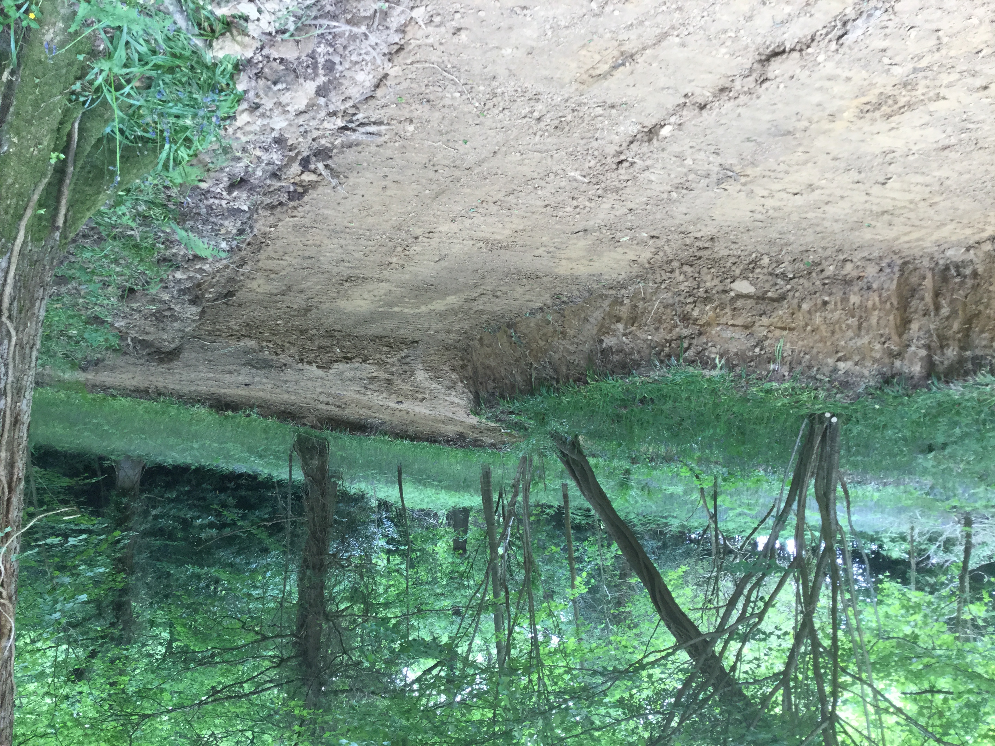 Indica Forestry work