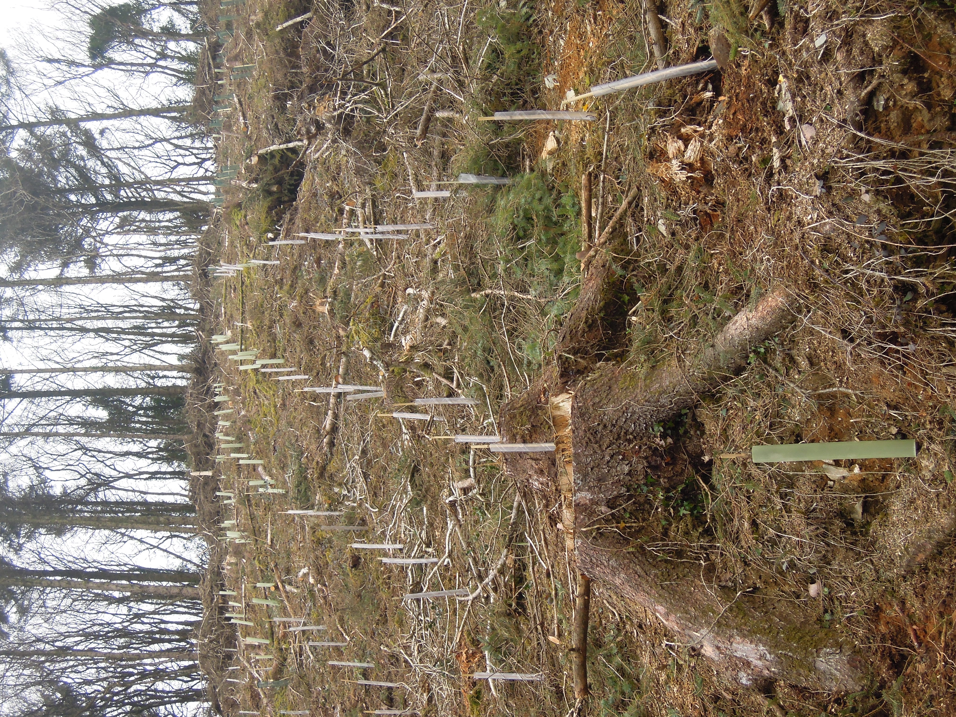 Indica Forestry work