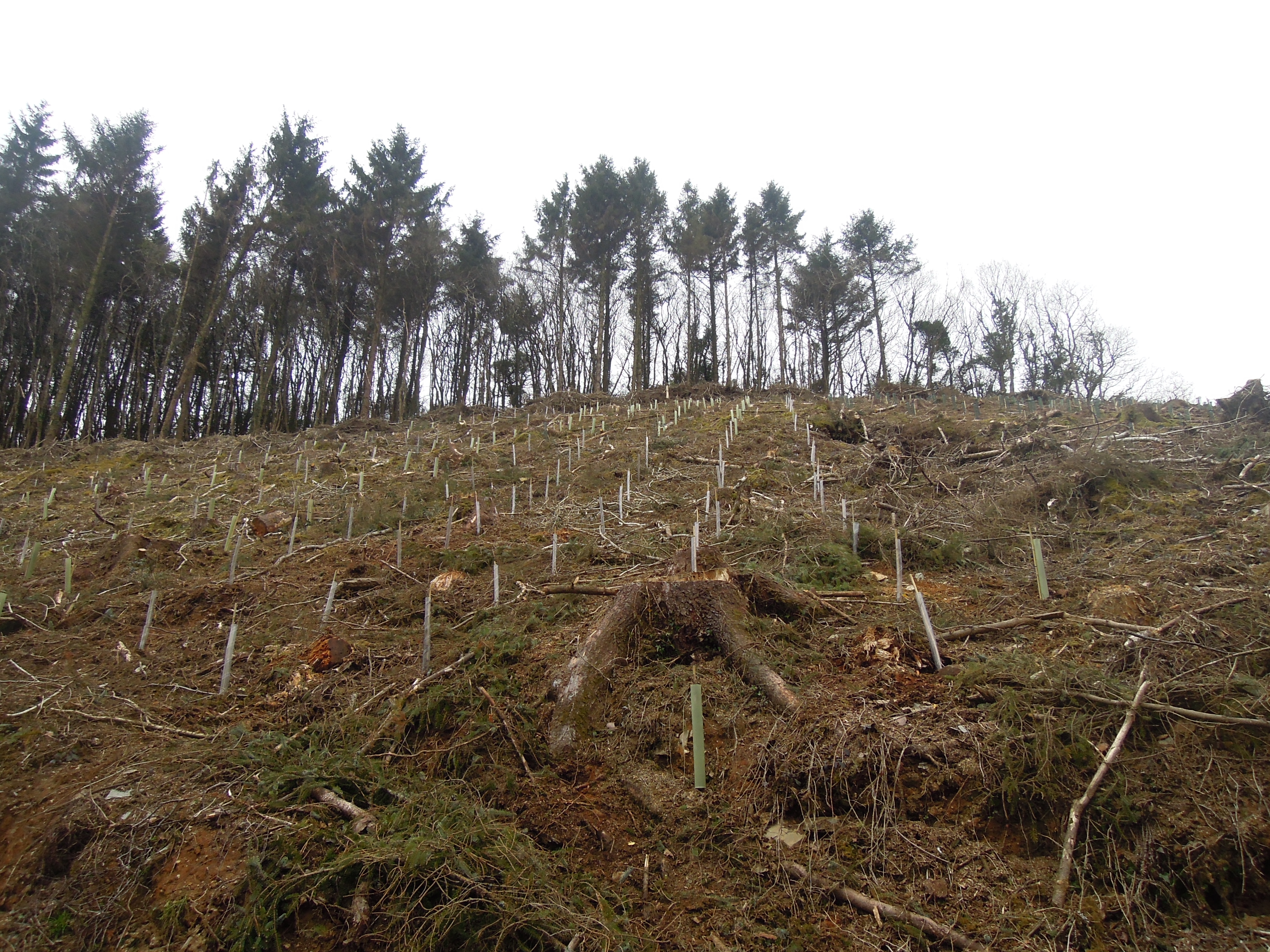 Indica Forestry work