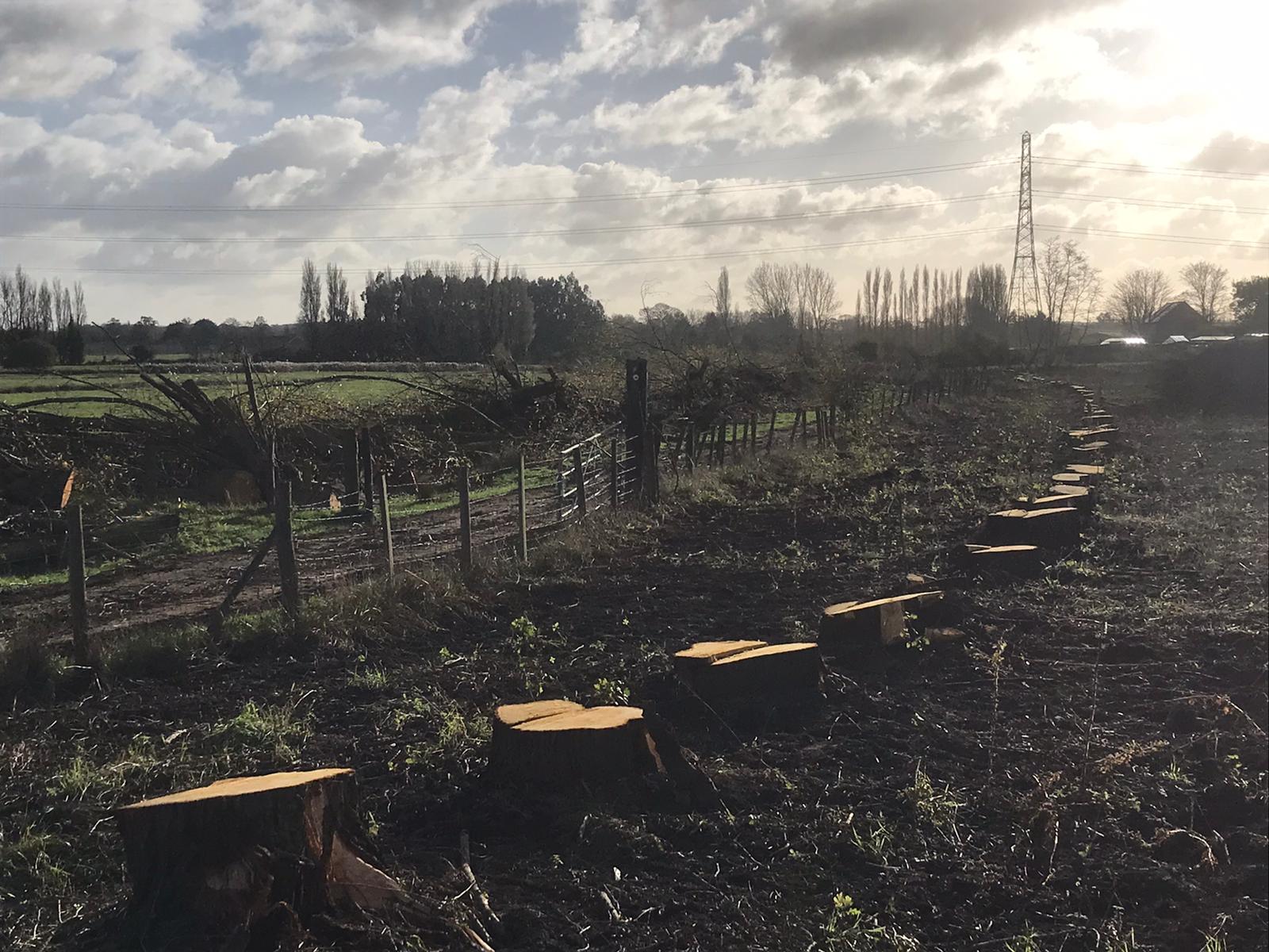 Indica Forestry work