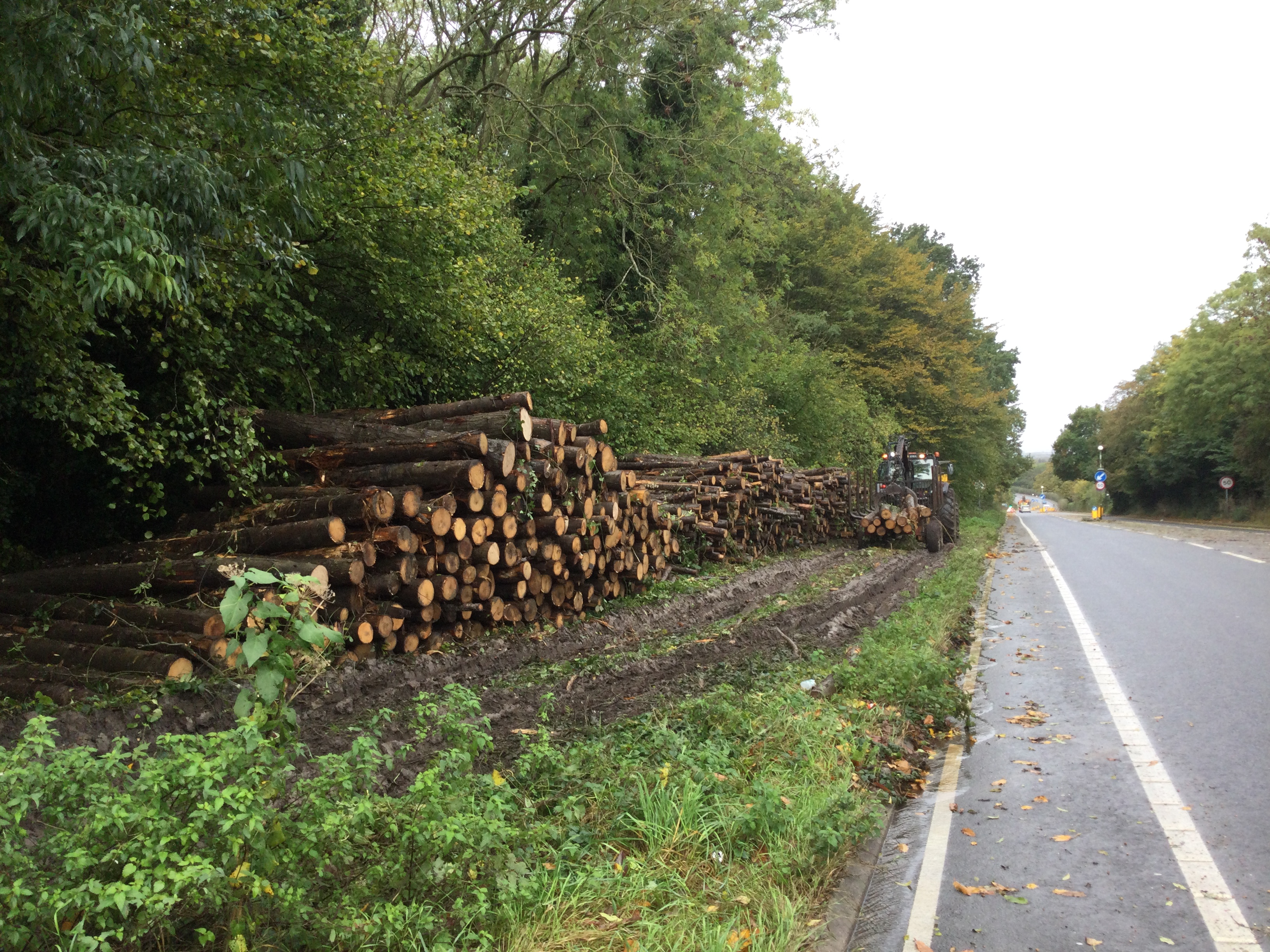 Indica Forestry work