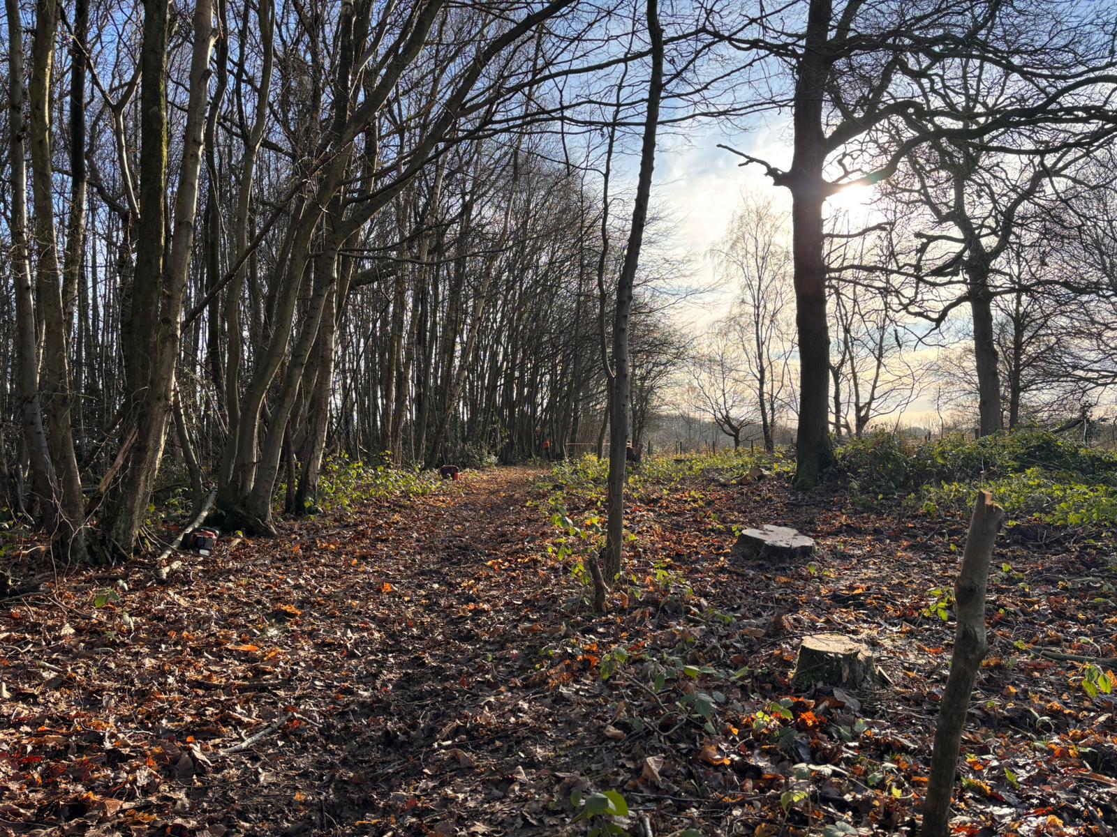 Indica Forestry work