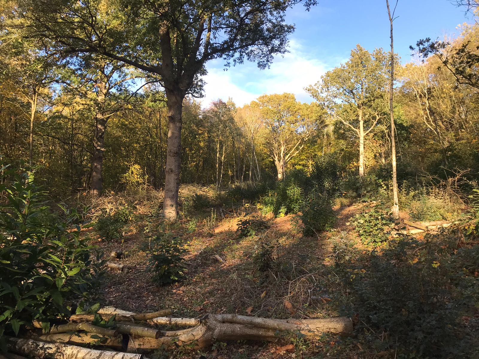 Indica Forestry work