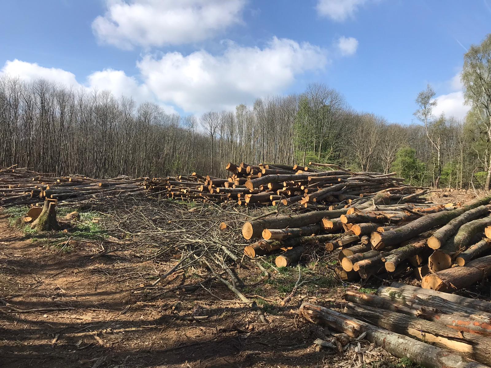 Indica Forestry work