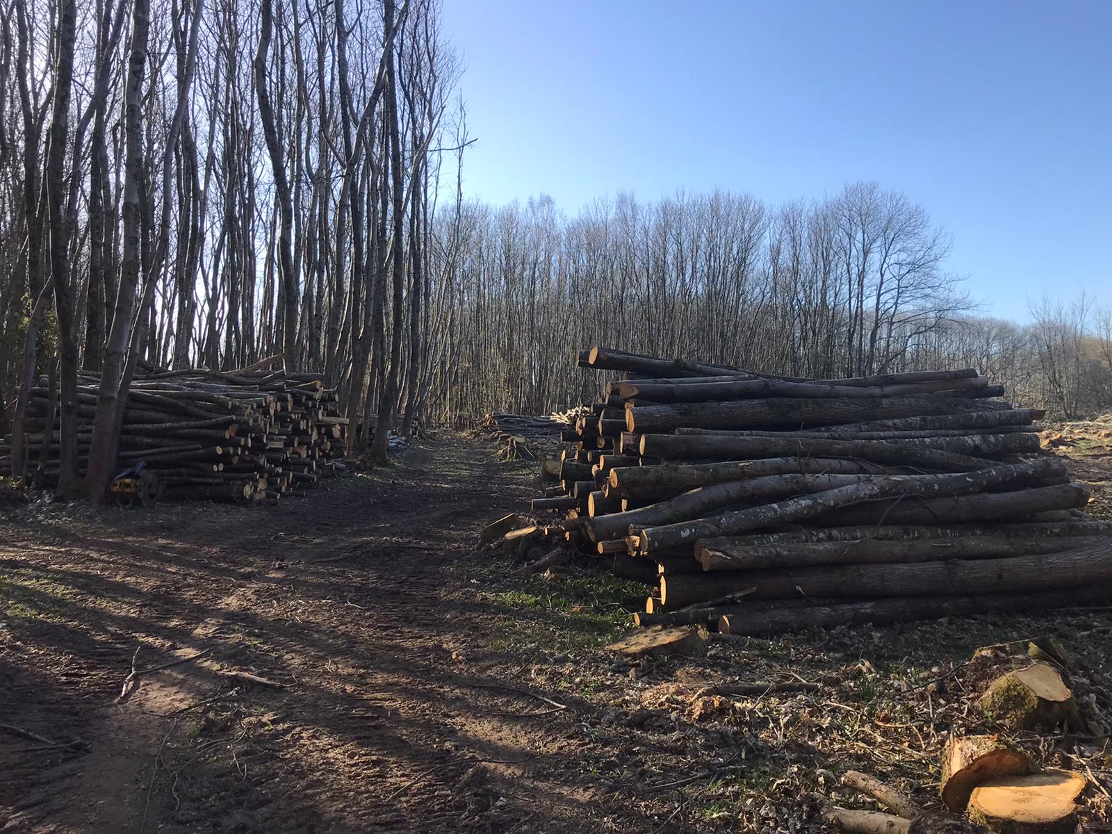 Indica Forestry work