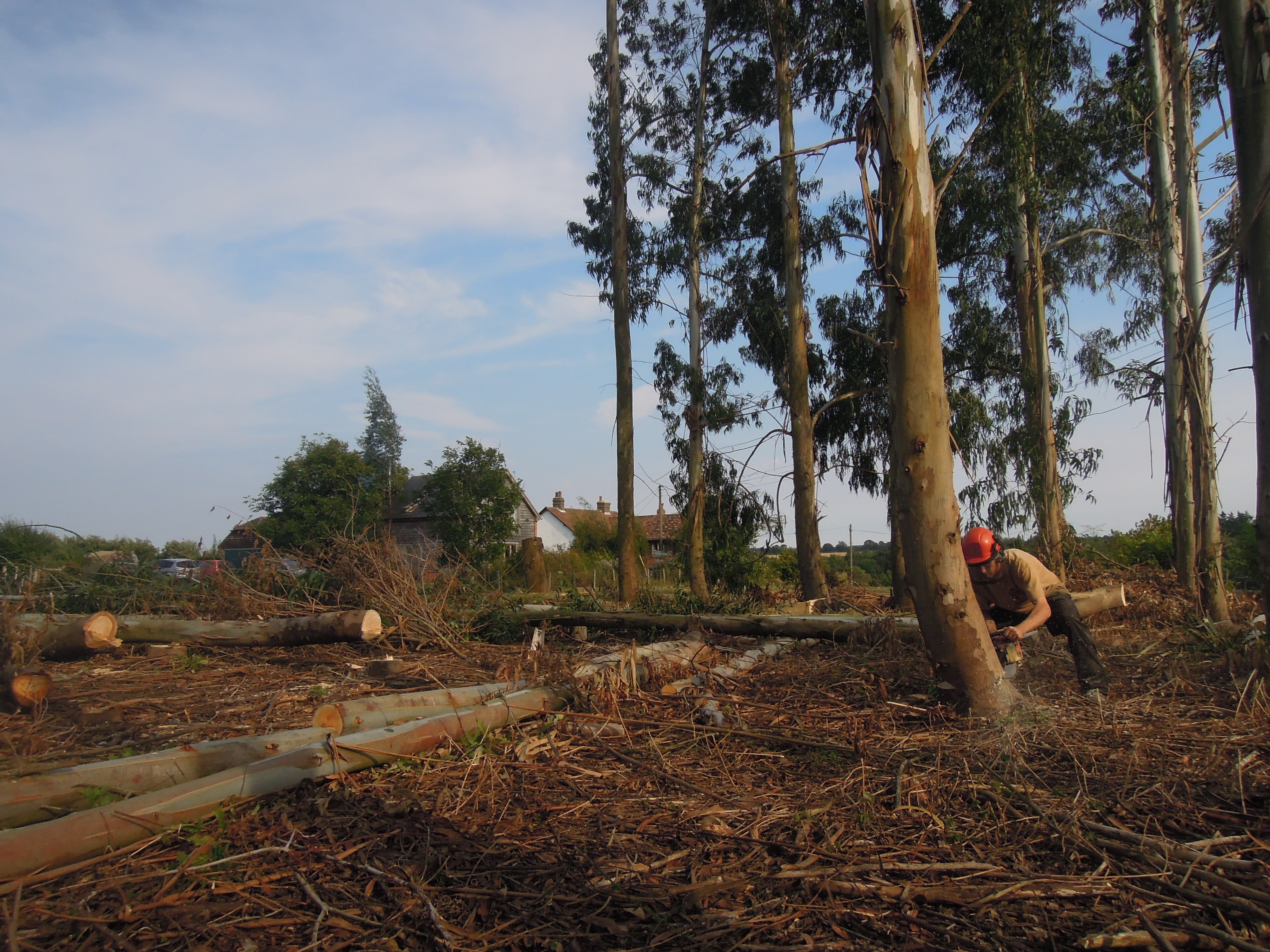 Indica Forestry work