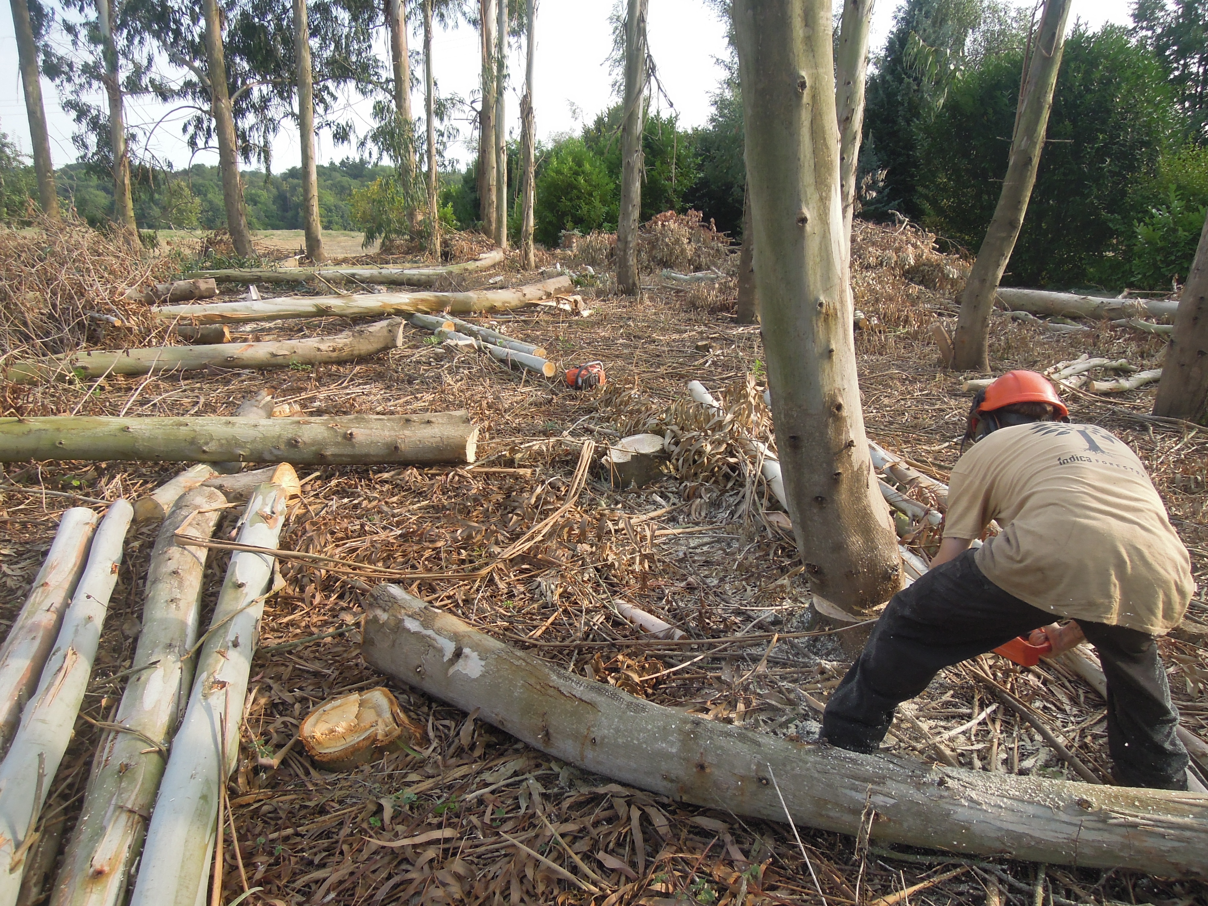 Indica Forestry work