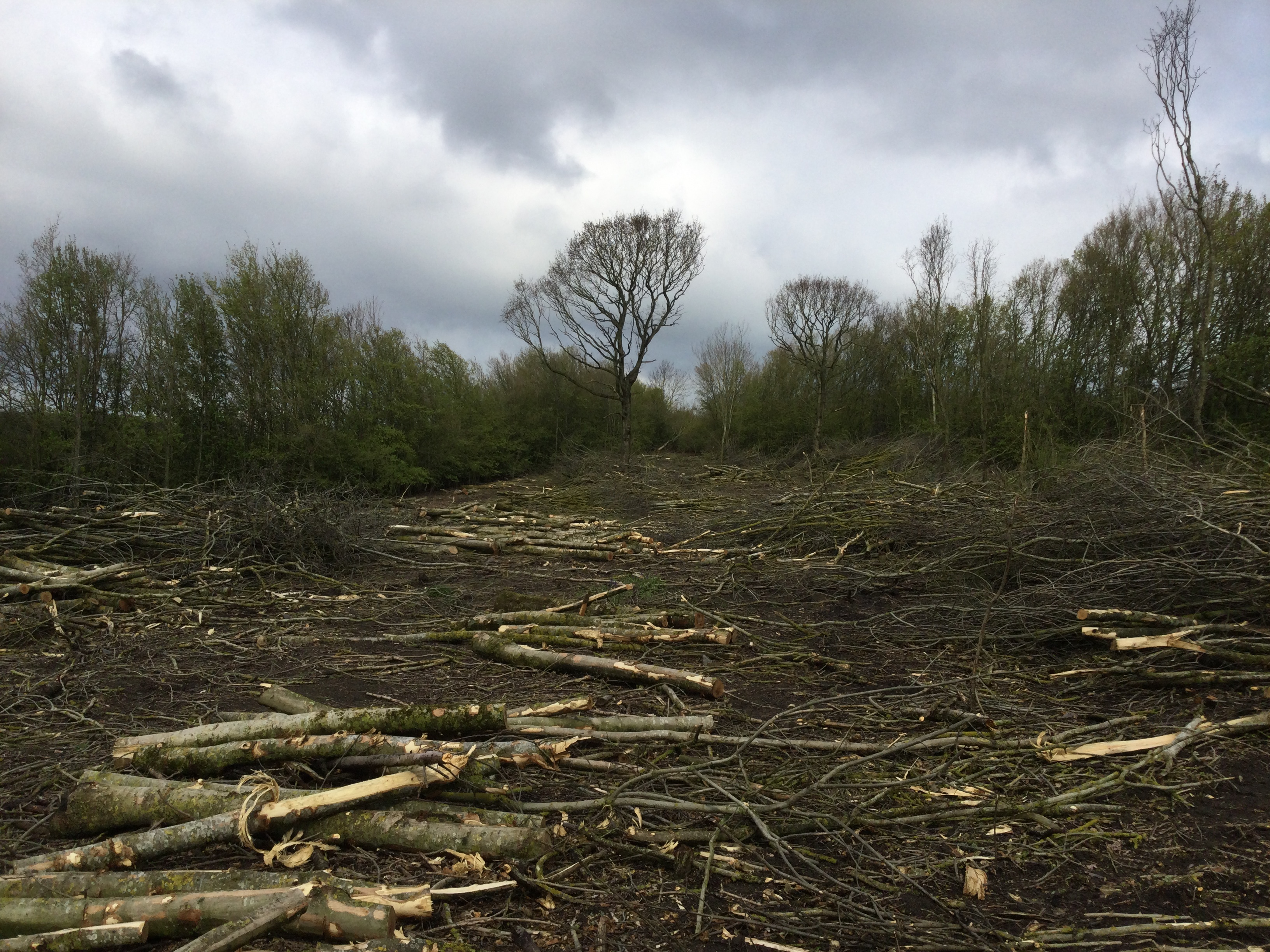 Indica Forestry work