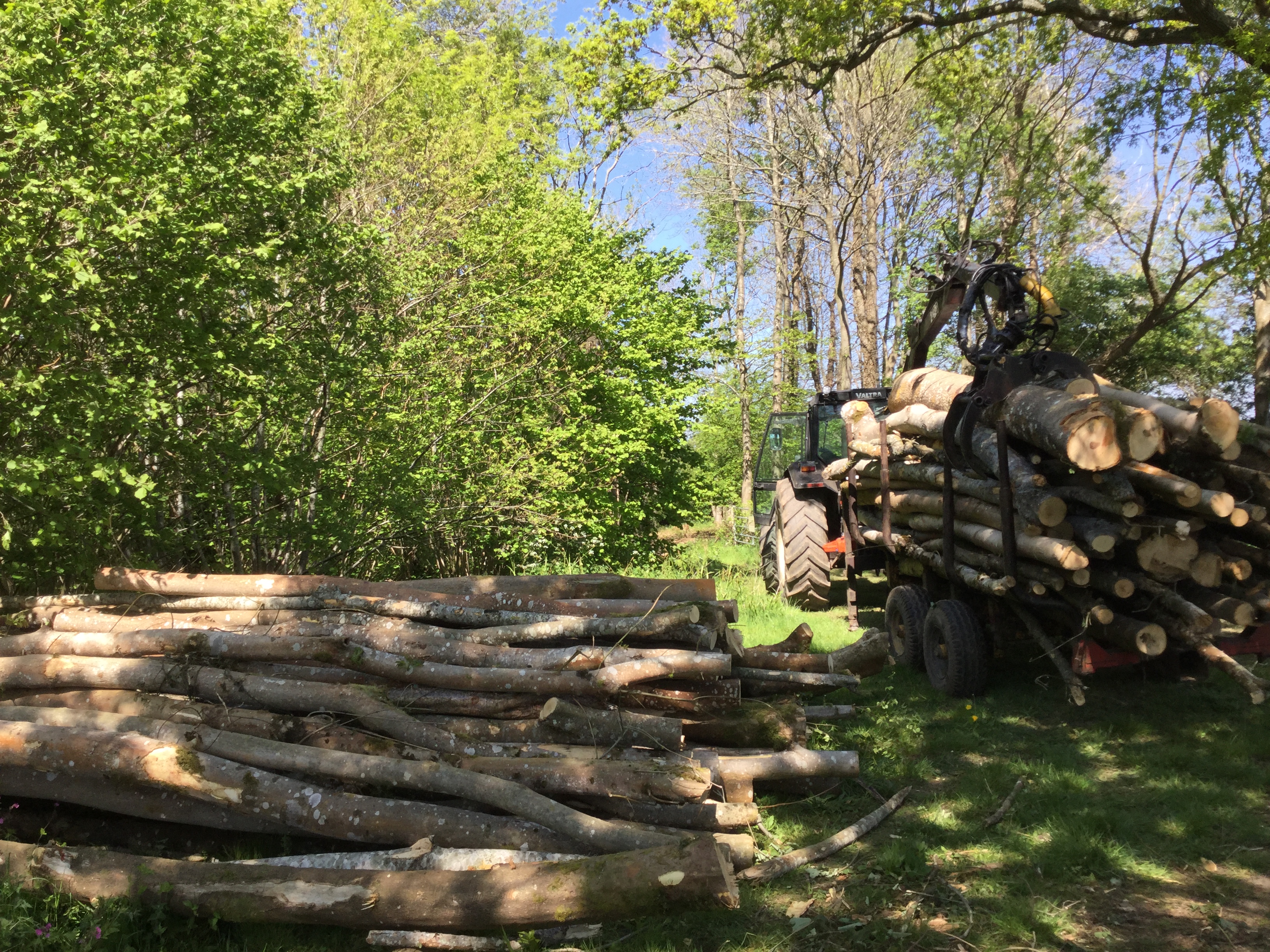 Indica Forestry work