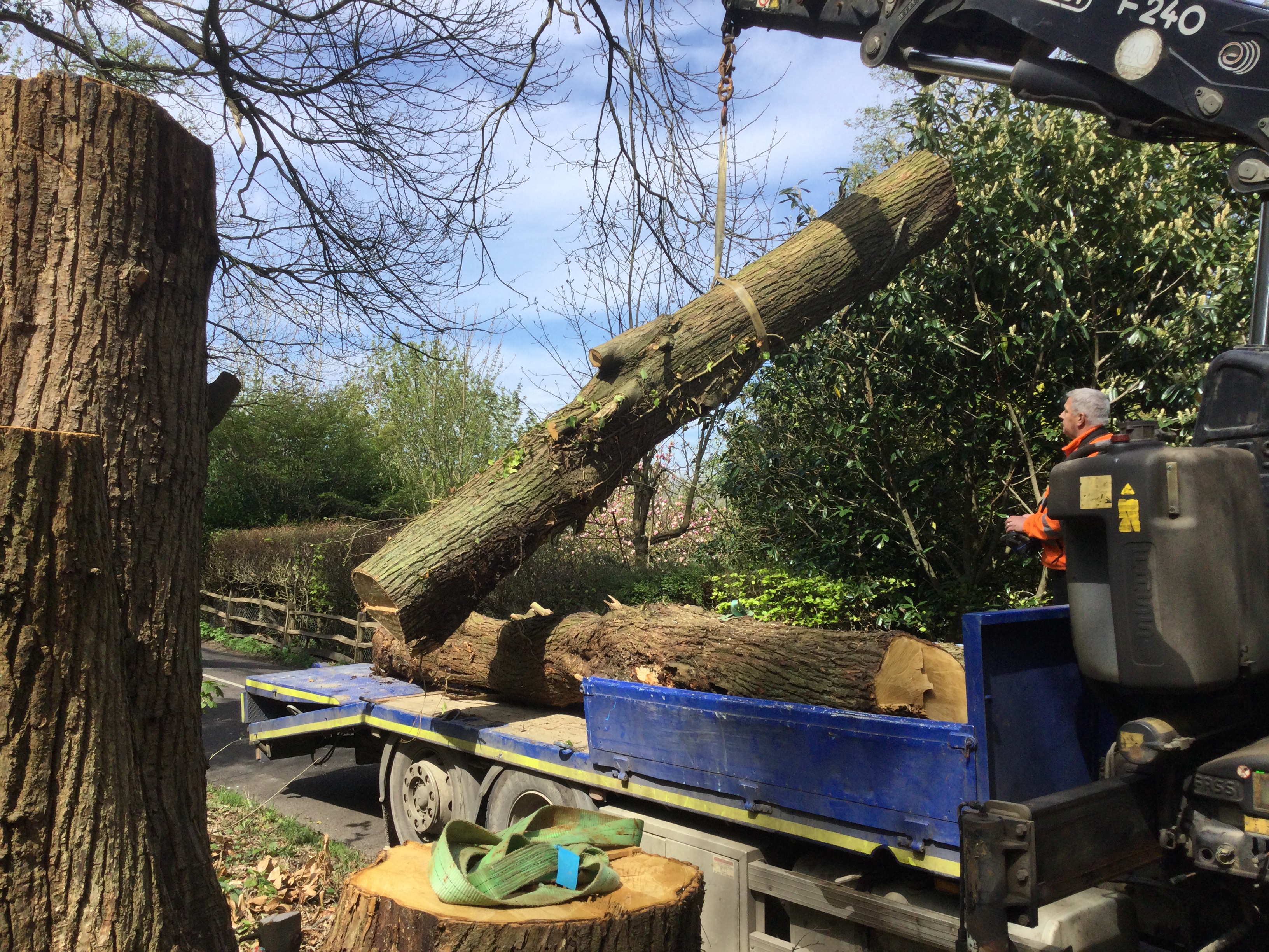 Indica Forestry work